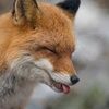 the_funny_fox